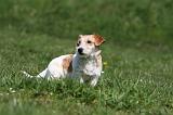 JACK RUSSEL 130